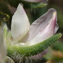 Lupinus microcarpus