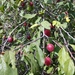 Prunus caspica - Photo (c) mallaliev, algunos derechos reservados (CC BY-NC), subido por mallaliev