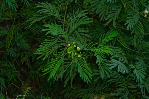 Image of Leucaena pulverulenta by (c) Michelle W. （鍾偉瑋）, some rights reserved (CC BY)