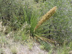 Nolina erumpens