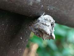 Poltys illepidus