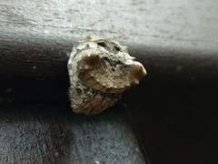 Poltys illepidus
