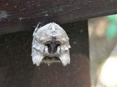 Poltys illepidus