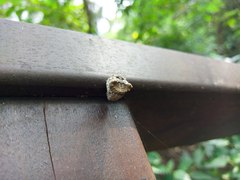 Poltys illepidus