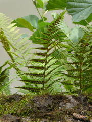Dryopteris