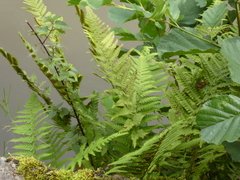 Dryopteris