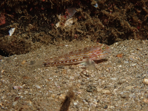 Redlight goby (Coryphopterus urospilus) — Gobiidae — 4
