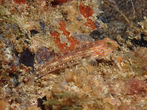 Redlight goby (Coryphopterus urospilus) — Gobiidae — 5