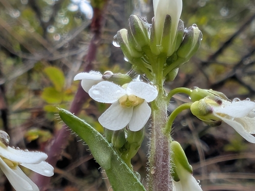 Olympics rockcress (Arabis olympica)