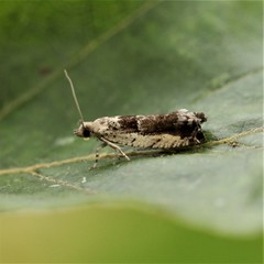 Epinotia ramella