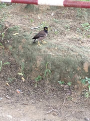 Acridotheres tristis