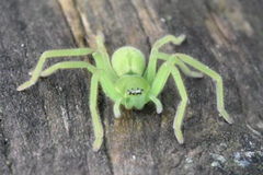 Neosparassus patellatus