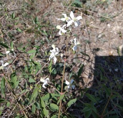 Clematis lathyrifolia