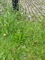 Plantago lanceolata