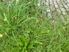 Plantago lanceolata