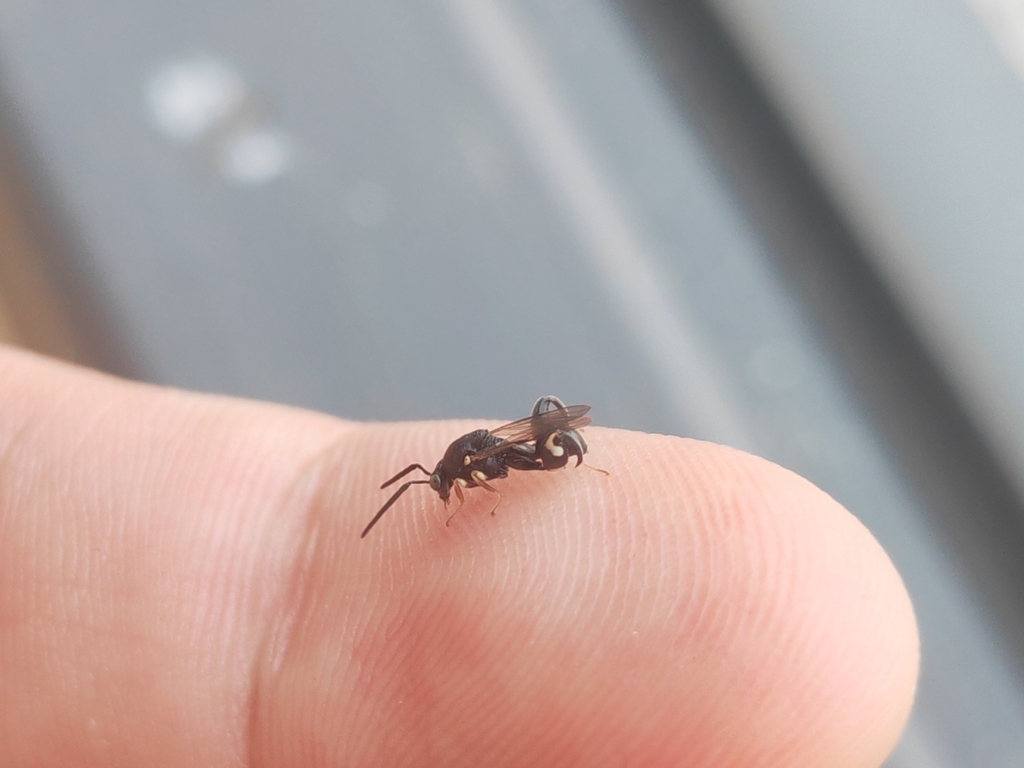 Challia Insect Chalcis from Qingyuan, CN-GD, CN on May 21, 2025 at 11:59 AM by 鐦鍆錒/锎钔锕 ...