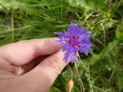 Centaurea cyanus