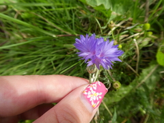 Centaurea cyanus