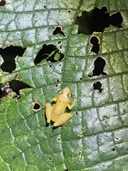 El Topo Robber Frog photo 3