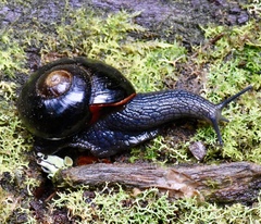 Victaphanta compacta