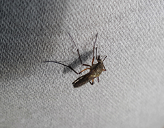 Psorophora cyanescens