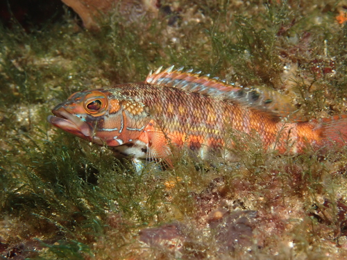 Barred serrano (Serranus psittacinus) — Serranidae — 5