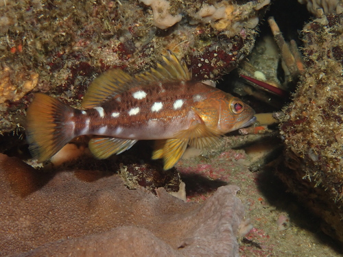 Whitespotted sand bass (Paralabrax albomaculatus) — Serranidae — 5