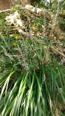 Liriope graminifolia