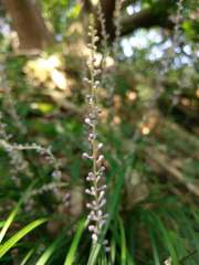 Liriope graminifolia