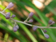 Liriope graminifolia