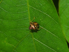 Eysarcoris guttigerus
