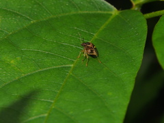 Eysarcoris guttigerus