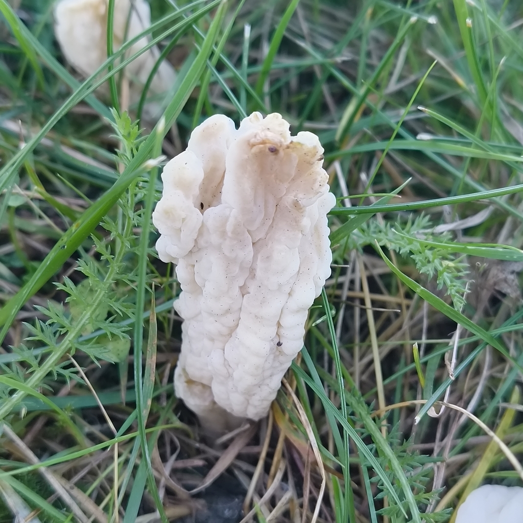 Clavulina rugosa · May 2025 · photo: © zedt (iNaturalist, cc-by)