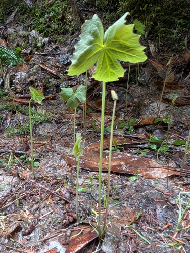 Deer's foot (Achlys californica)