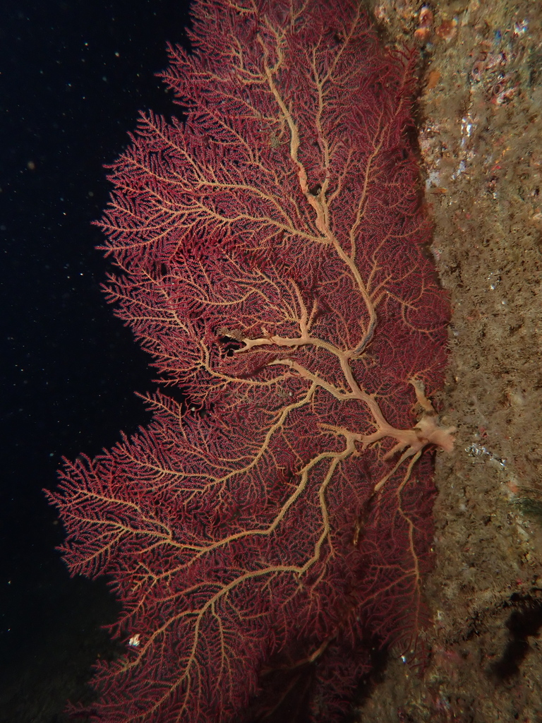 Eugorgia daniana