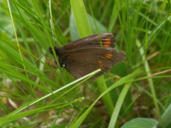 Erebia pharte