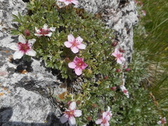 Potentilla nitida