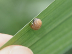 Kaliella