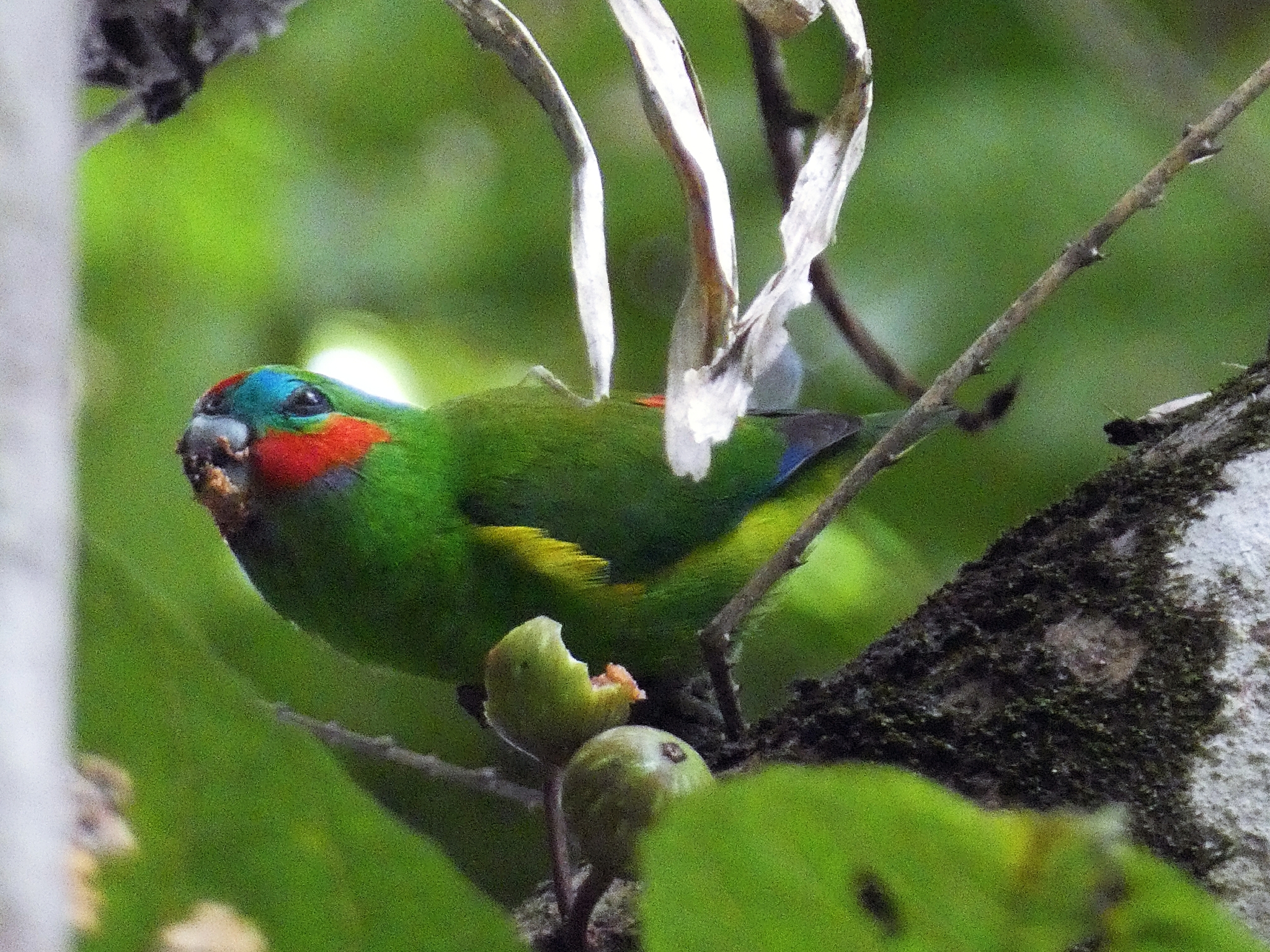 Double-eyed Fig Parrot (Cyclopsitta diophthalma), photo 1