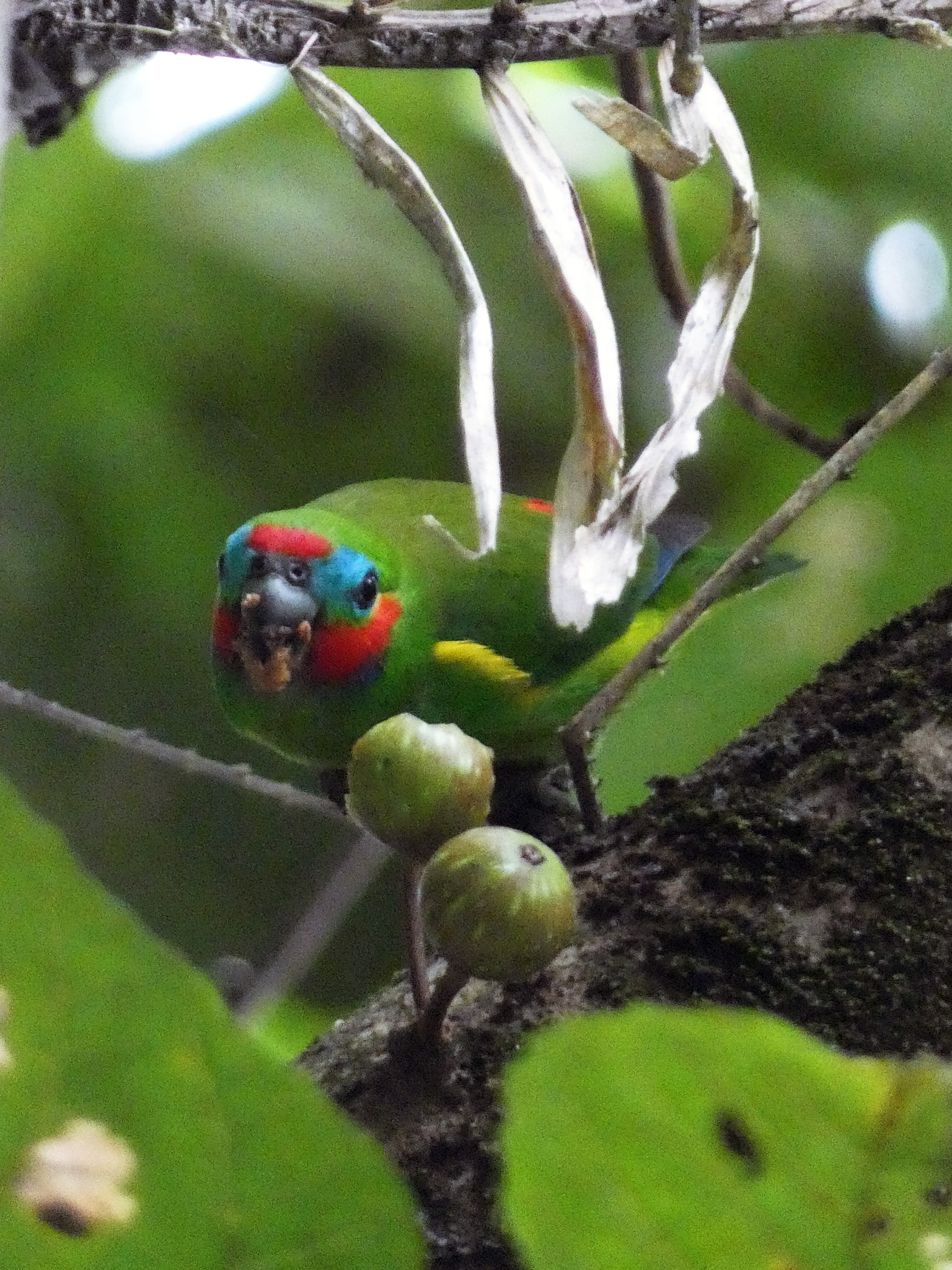 Double-eyed Fig Parrot (Cyclopsitta diophthalma), photo 2