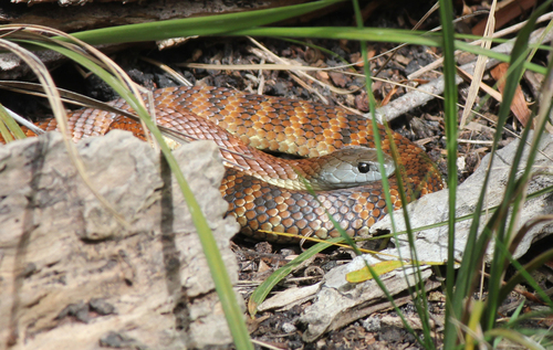 Tiger Snake sighting