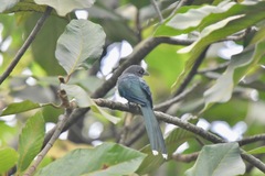 Phaenicophaeus diardi