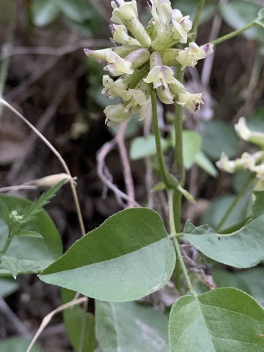 iNaturalist observation photo of forest scurfpea