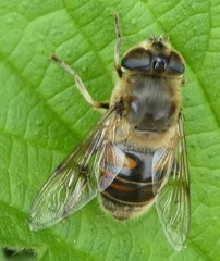 Eristalis tenax