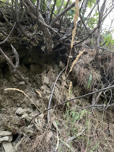 iNaturalist observation photo of California melic
