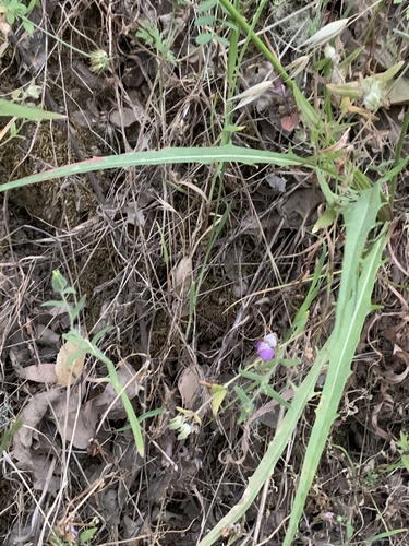 iNaturalist observation photo of bigflower agoseris