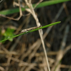 Chrysocramboides craterella