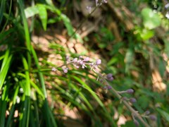 Liriope graminifolia