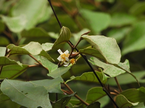 Styrax suberifolius (Styrax suberifolius)