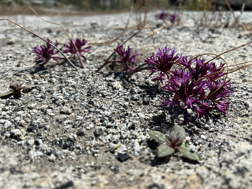 Abrams' allium (Allium abramsii)